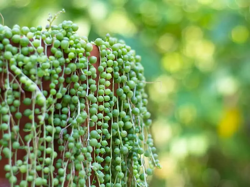 Succulents String Pearls