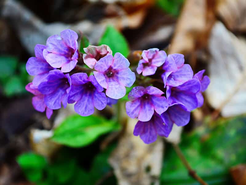 Suffolk Lungwort