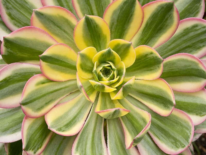 Sunburst Aeonium