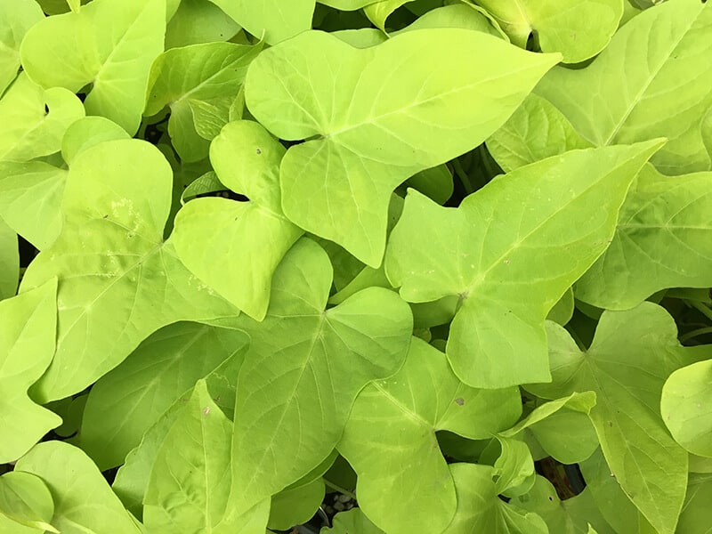 Sweet Potato Vine