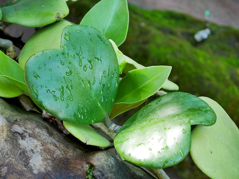 Sweetheart Hoya Plant