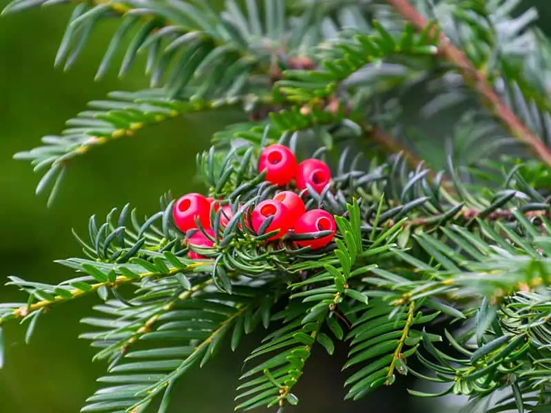 Taxus Genus Or Yew