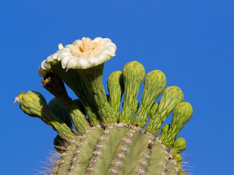 The Giant Cactus
