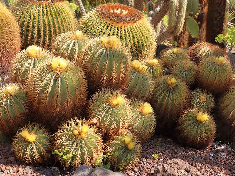 The Glaucous Barrel Cactus