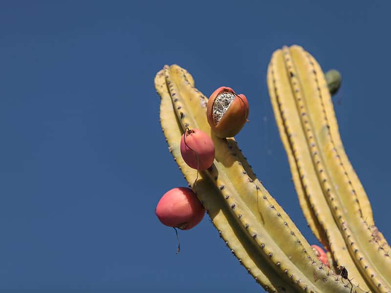The Peruvian Apple Cactus