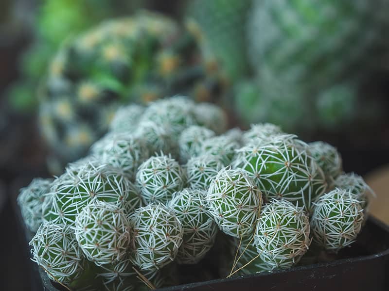 Thimble Cactus