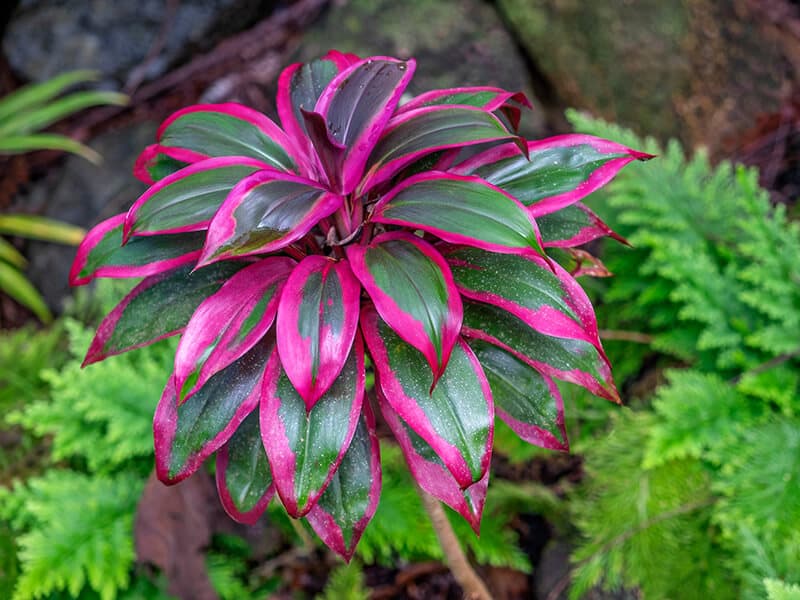 Ti Plant Cordyline Fruticosa