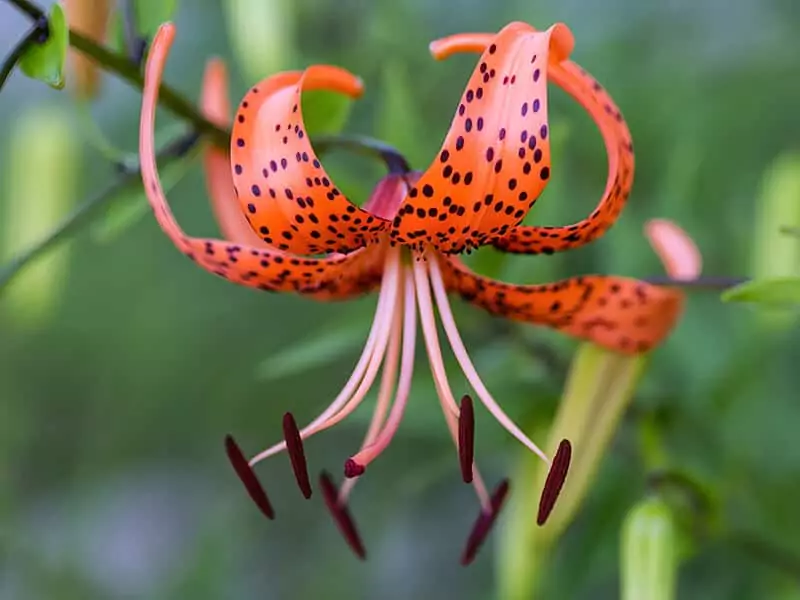 Tiger Lily