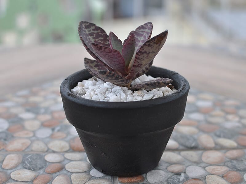 Tiger Stripes Kalanchoe