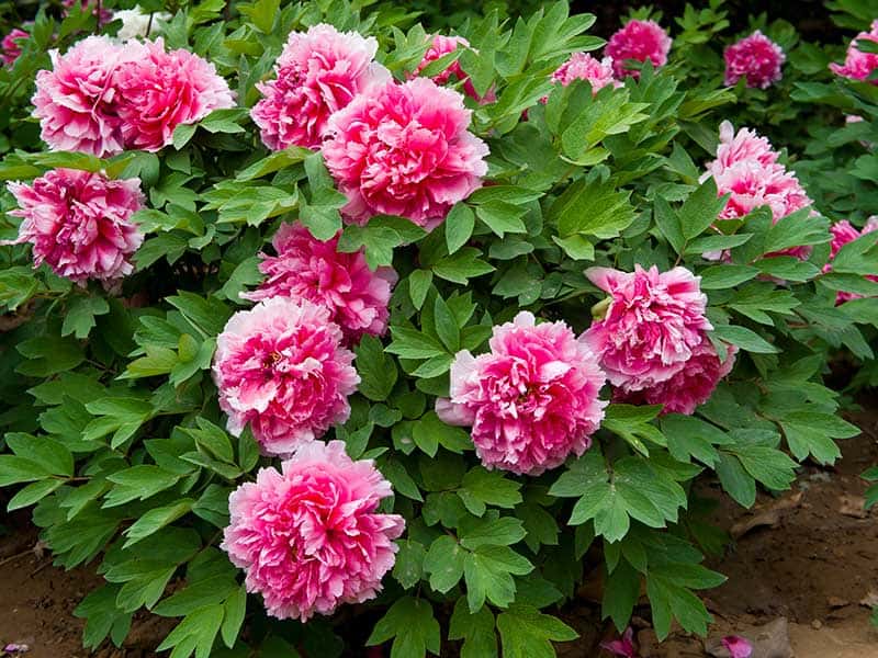 Tree Peony