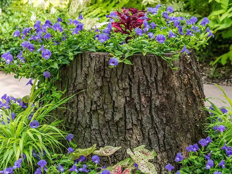 Tree Stump Plant