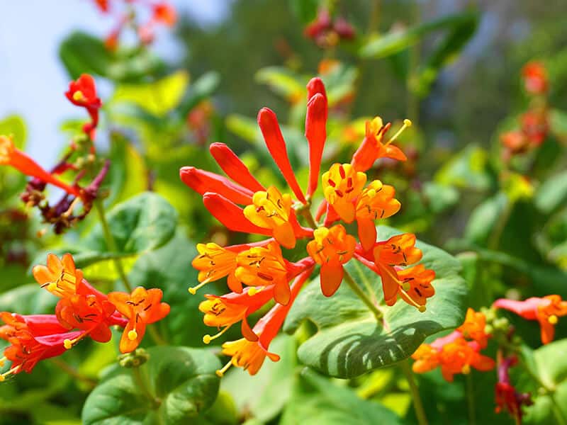 Trumpet Honeysuckle