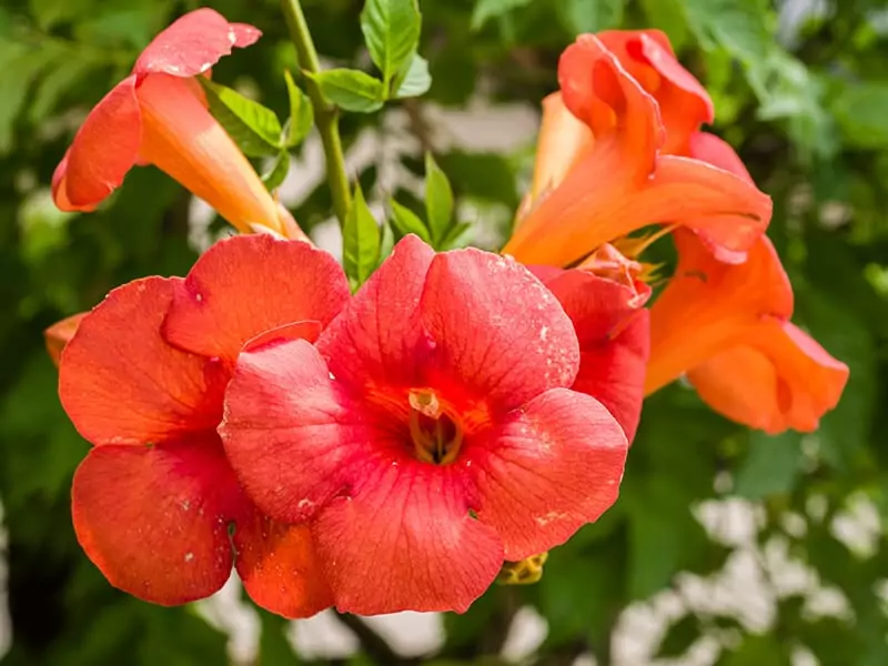 Trumpet Vine