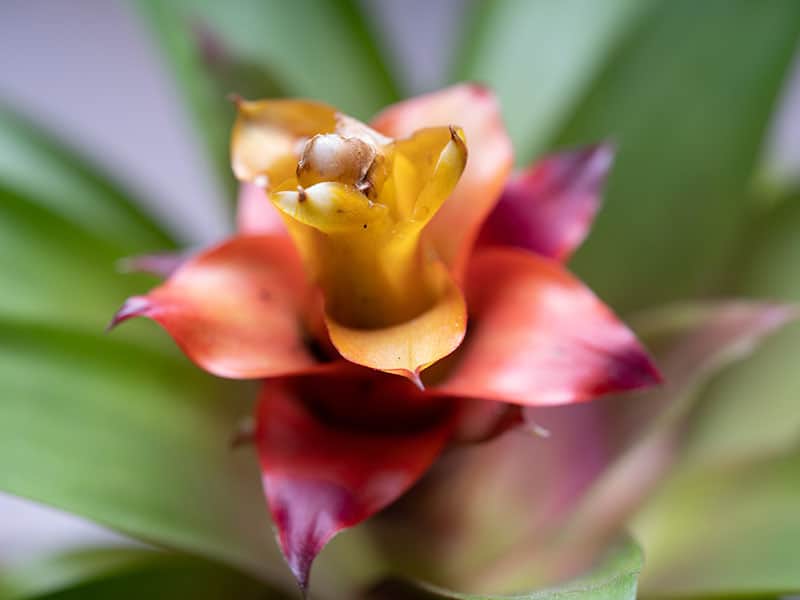 Tufted Airplant