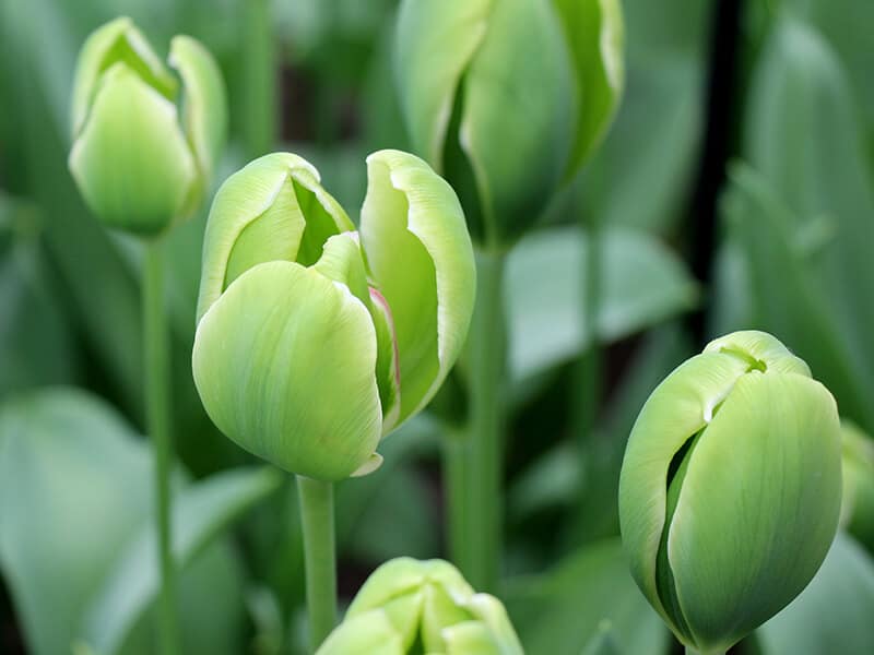 Tulips Flower