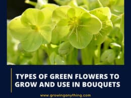 Types Of Green Flowers