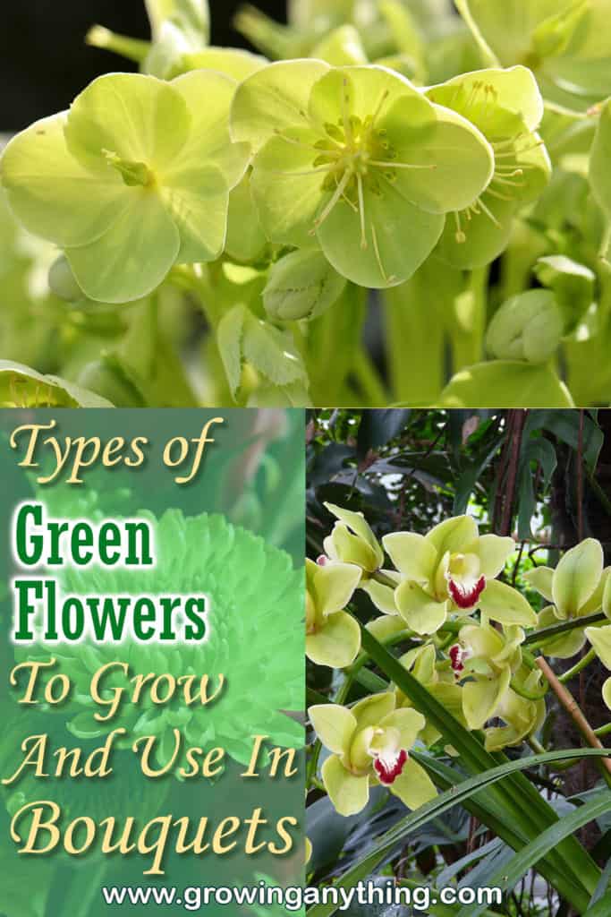 Types Of Green Flowers