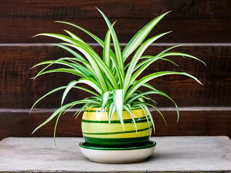 Variegated Spider Plant