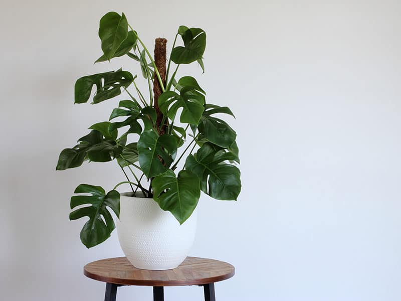 Various Types Monstera Plants