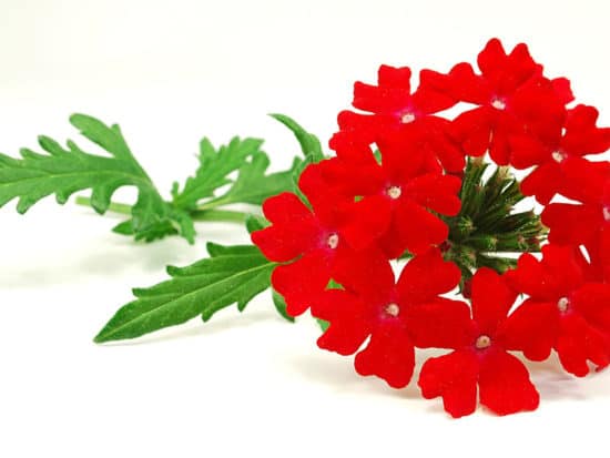 21 Difference Types of Red Indoor Plants 2024