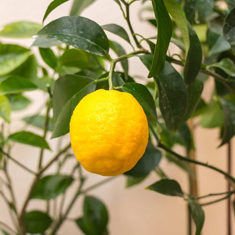 Volkamer Lemon