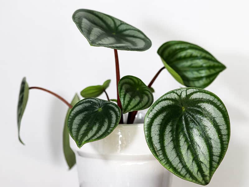 Watermelon Peperomia