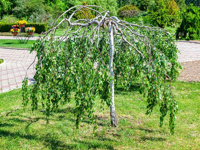 Weeping Birch