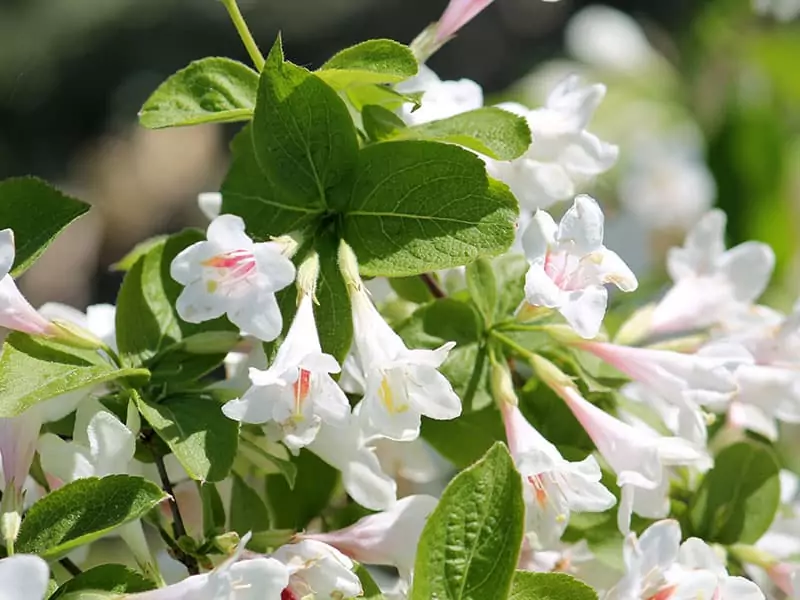 Weigela White Knight