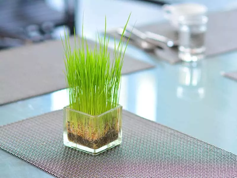 Wheatgrass 