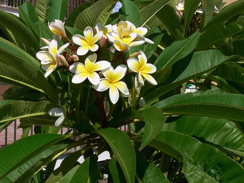 White And Yellow Plumeria Flowers