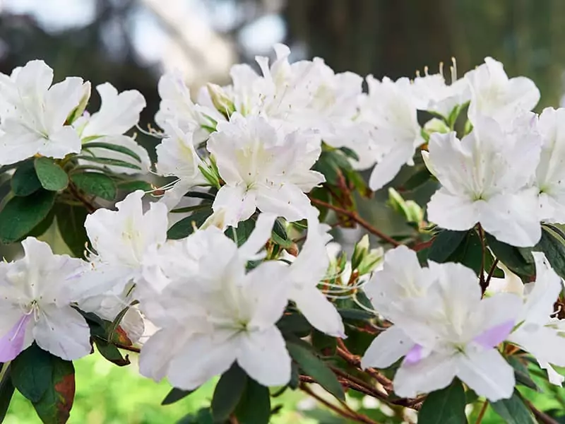 White Azaleas