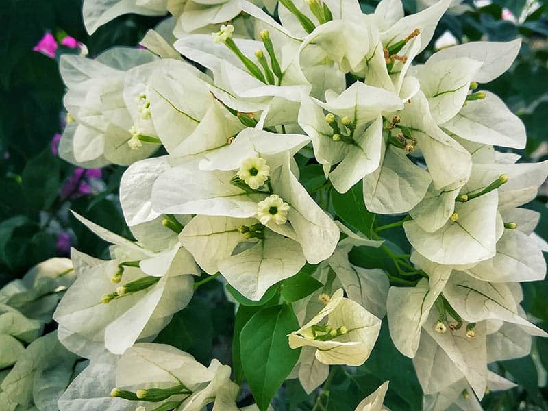 White Bougainvillea