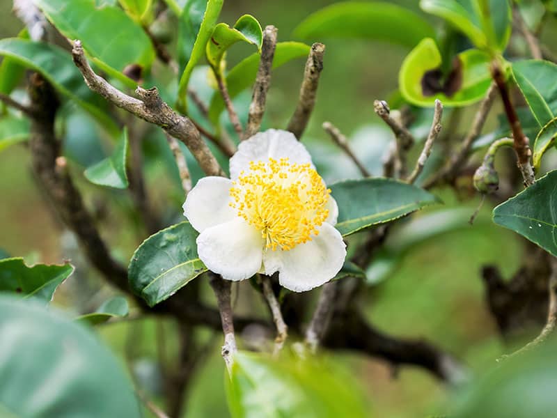 White Camellia