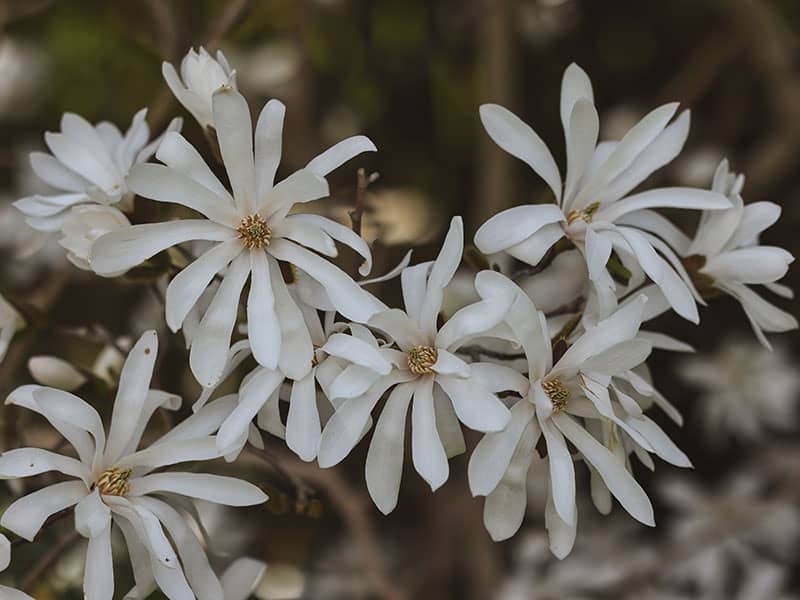 White Flowering Magnolia Shrubs