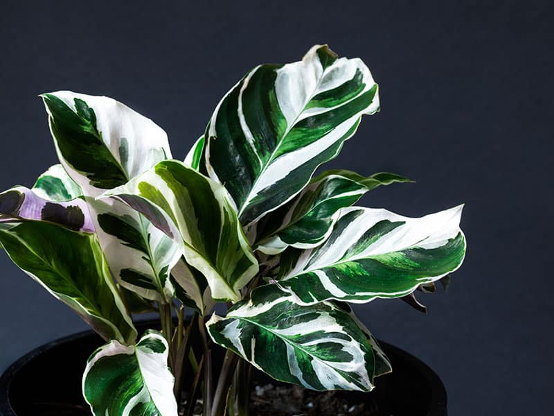 White Fusion Calathea