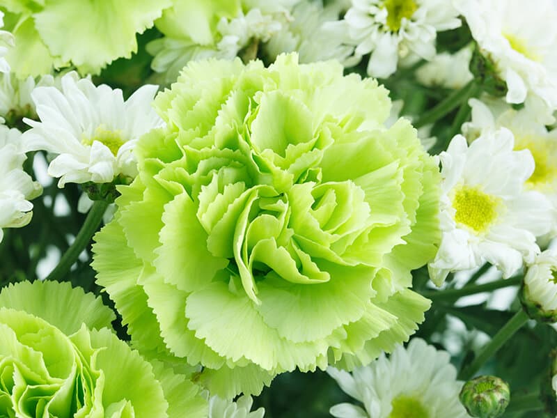 White Green Flowers