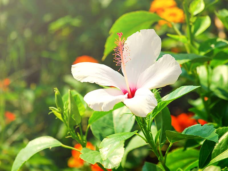 White Hibiscus