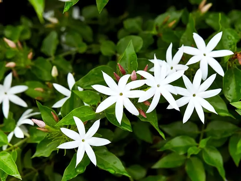 White Jasmine Flowers