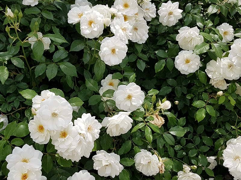 White Rose Shrubs
