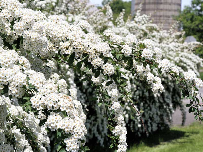 White Spirea Shrubs