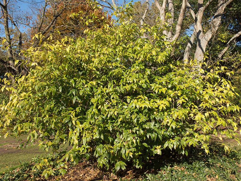 Wintersweet Tree