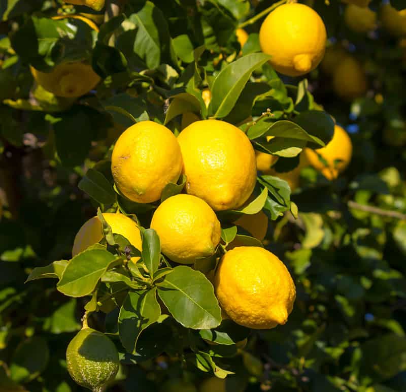 Yellow Eureka Lemons