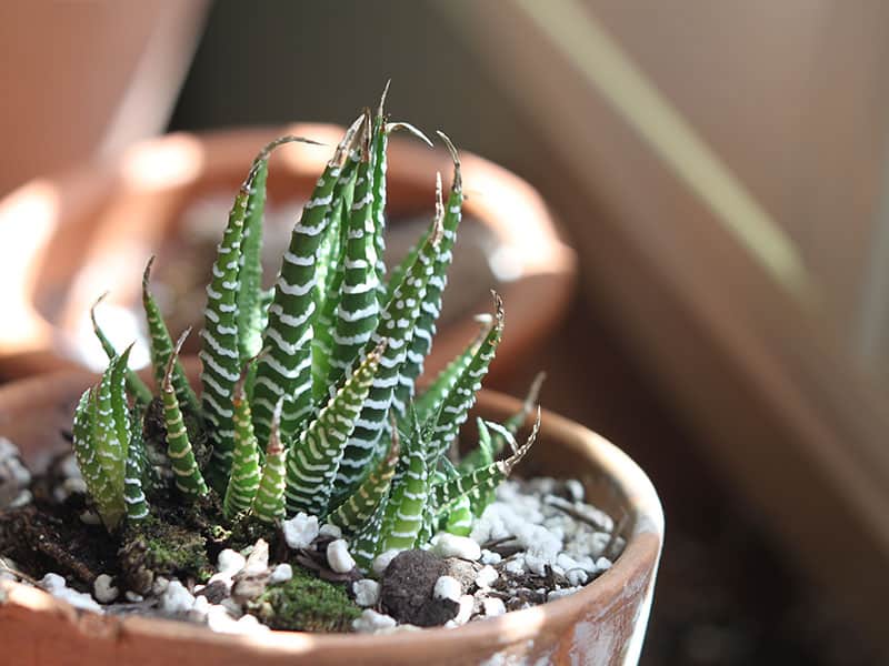 Zebra Plant 