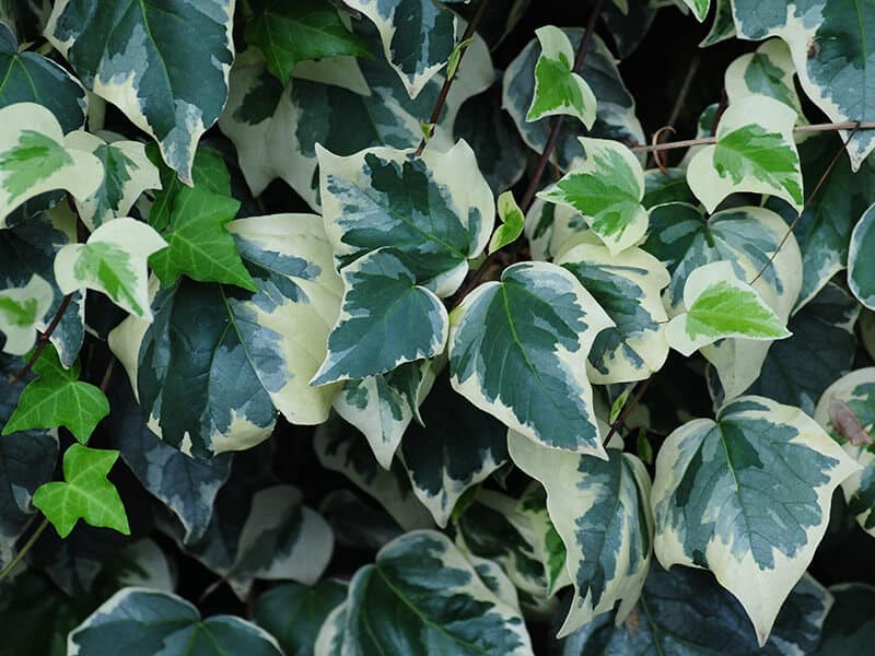 Algerian Ivy