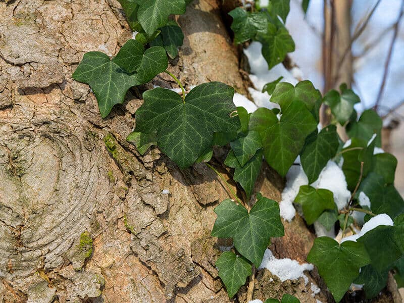 Azores Ivy