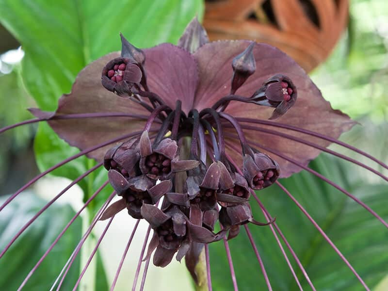 Bat Flowers