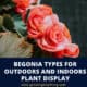 Begonia Types