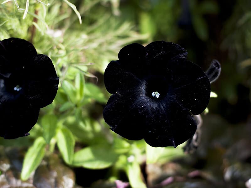 Black Cat Petunia