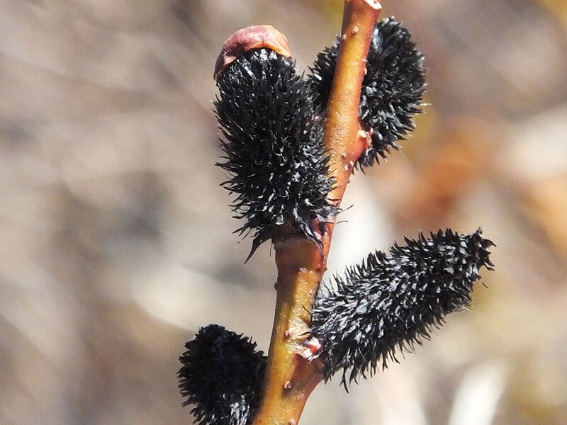 Black Cat Pussy Willow