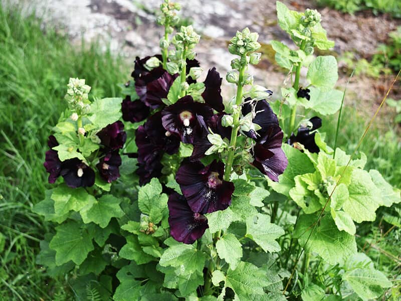 Black Hollyhock